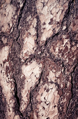 tree bark