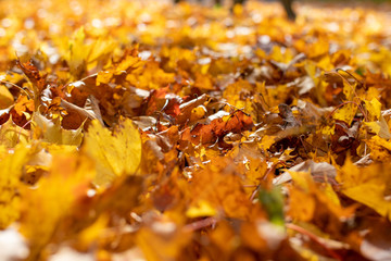 Many colorful yellow and orange leaves on the ground in autumn