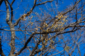 Obraz premium Yellow berries on tree branches on a sunny December day in a Texas park.