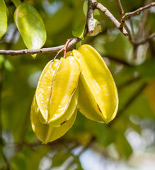 Fototapeta premium Sternfrucht, Karambole, Karambola, Carambola Tropenfrucht