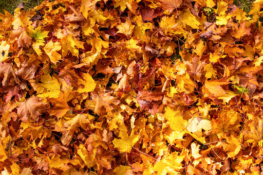 Many colorful yellow and orange leaves on the ground in autumn