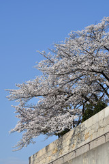 大阪城ホールの桜