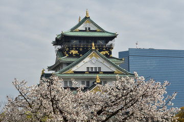 Fototapeta premium 天守閣と桜