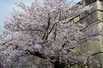 桜と石垣