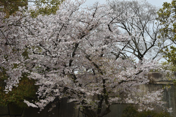 桜と石垣