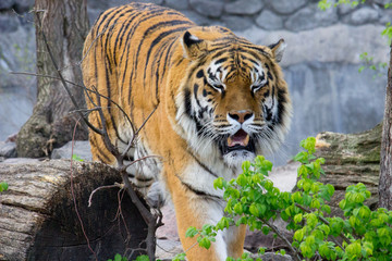 tiger walking on a summer day