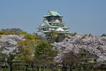 Fototapeta premium 天守閣と桜