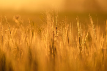 Obraz premium Close up blurred defocused grass and winter rye field against sunlight at sunset. Warm glowing natural light during golden hour background and wallpaper.