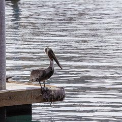 Pelican on the dock