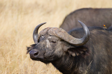 Naklejka premium Cape buffalo from Serengeti National Park, Tanzania, Africa