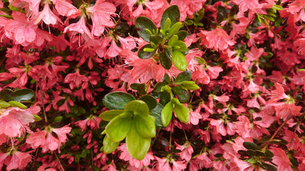  pink azalea flowers blooming at springtime, flowers in blossom background