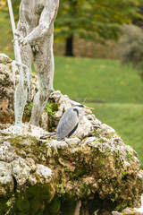 Close-up of a heron at the foot of a statue