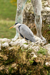 Close-up of a heron at the foot of a statue