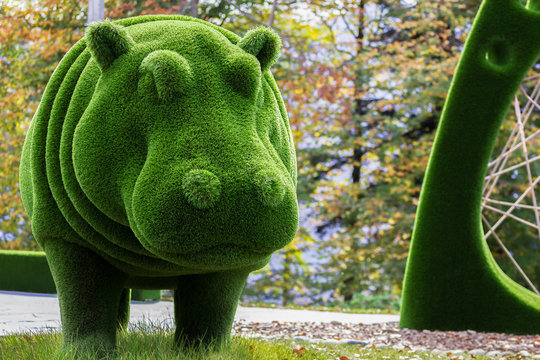 hippo created from bushes at green animals. Topiary gardens