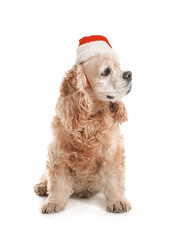 Cute dog in Santa hat on white background
