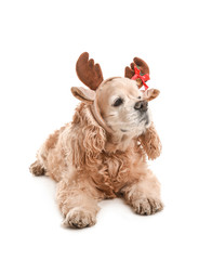 Cute dog with Christmas deer horns on white background