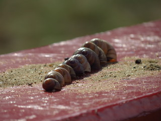 caterpillar on leaf