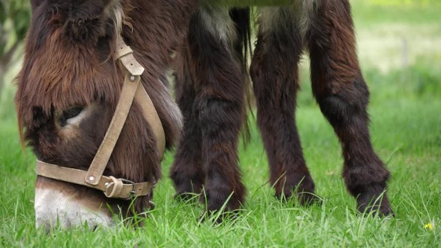 cute donkey eating grass 4k