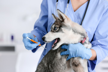 Veterinarian microchipping cute puppy in clinic