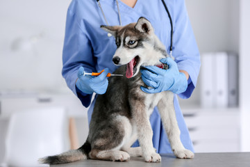 Veterinarian microchipping cute puppy in clinic