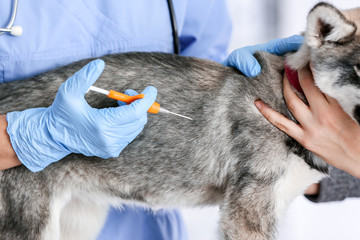 Veterinarian microchipping cute puppy in clinic