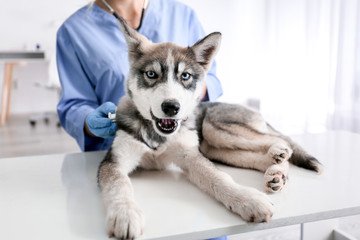 Veterinarian examining cute husky puppy in clinic © Pixel-Shot