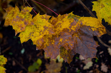 Autumn maple leaves