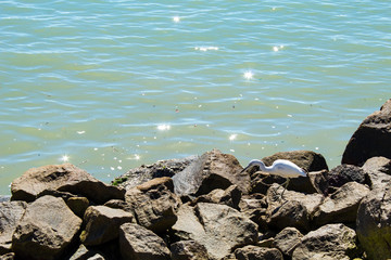 Fototapeta premium Garça branca urbana caçando nas rochas artificiais num dia ensolarado ao fundo de um mar de cor esmeralda 