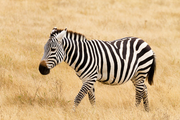 Fototapeta na wymiar Zebra close up. Ngorongoro Conservation Area crater, Tanzania