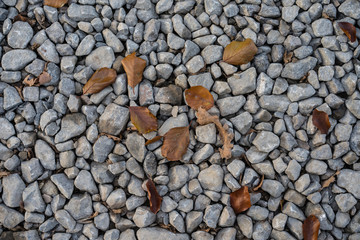 Pebbles on path walk with fallen 
autumn beech and oak 
leaves