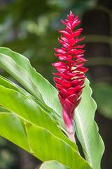 Ingwerpflanze Zingiber officinale