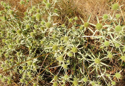 Plan rapproch&eacute; d'un chardon  panicaut champ&ecirc;tre dans une prairie s&egrave;che