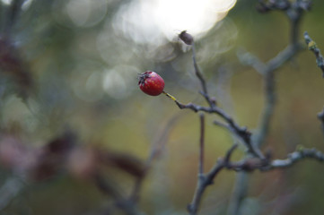Red berries 