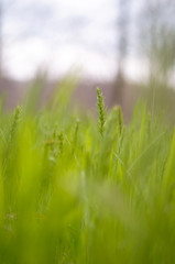 green grass and sky background