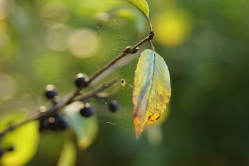 Green leaves of a tree