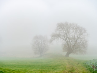 Fototapeta na wymiar Einsamkeit / Stille / Herbst Blattlose Bäume im Nebel