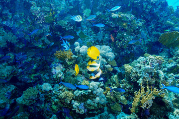 Coral Reef at the Red Sea, Egypt