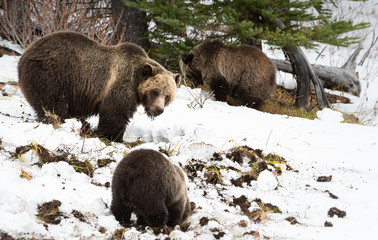 Grizzly bear cubs in the wild