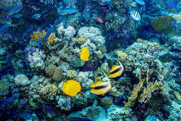 Coral Reef at the Red Sea, Egypt