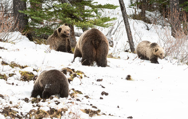 Grizzly bear cubs in the wild