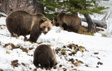 Grizzly bear cubs in the wild