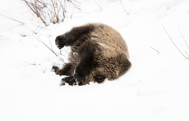 Grizzly bear cubs in the wild