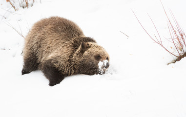 Grizzly bear cubs in the wild