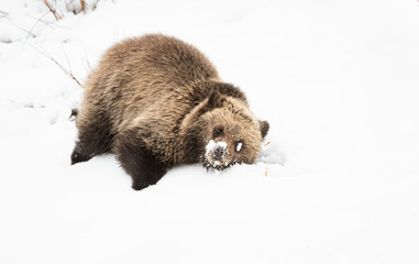 Obraz premium Grizzly bear cubs in the wild