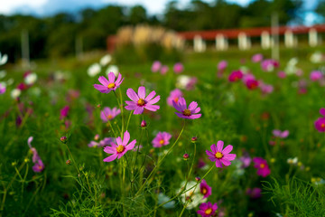 服部緑地の秋・コスモス