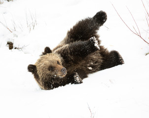 Grizzly bear cubs in the wild