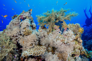 Coral Reef at the Red Sea, Egypt