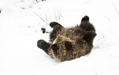 Grizzly bear cubs in the wild © Jillian