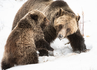 Fototapeta premium Grizzly bear cubs in the wild