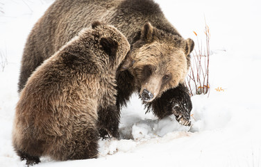 Grizzly bear cubs in the wild